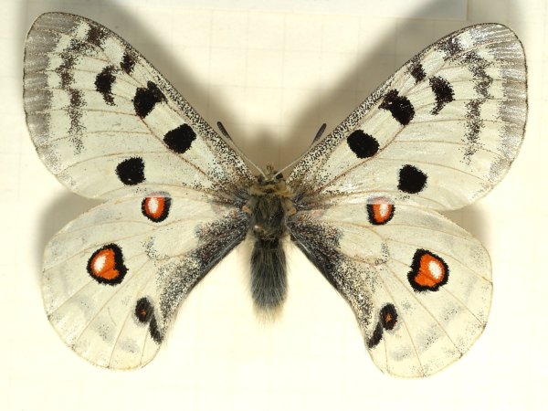 Бабочка Аполлон (Parnassius Apollo)
