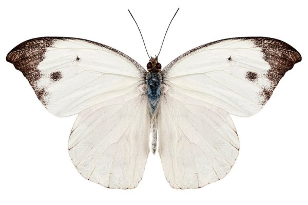 Бабочка Белянка эйфема
