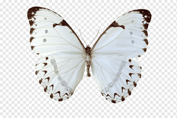 Белые бабочки на прозрачном фоне