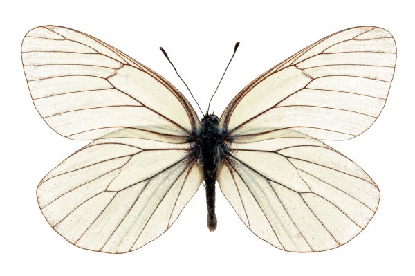 Белая бабочка капустница