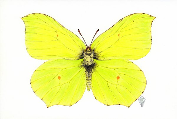 Жёлтая бабочка лимонница