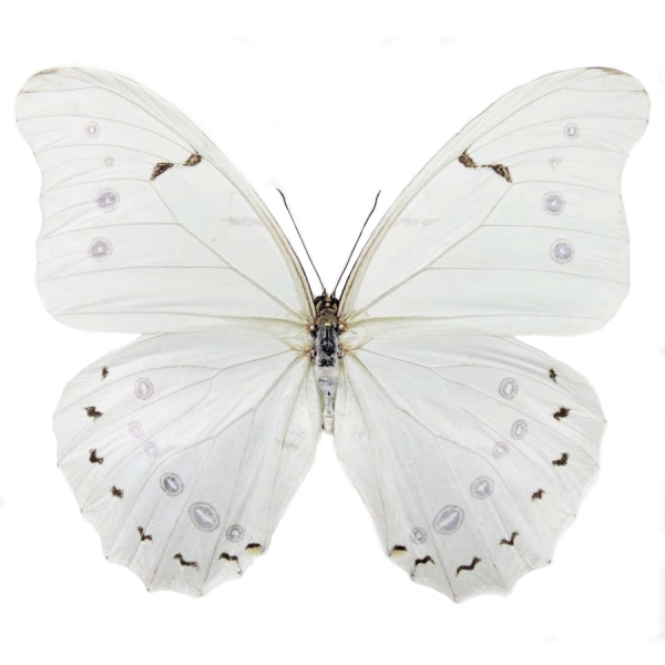 Вайт Баттерфляй (White Butterfly