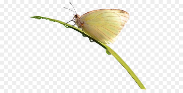 Бабочка капустница на прозрачном фоне