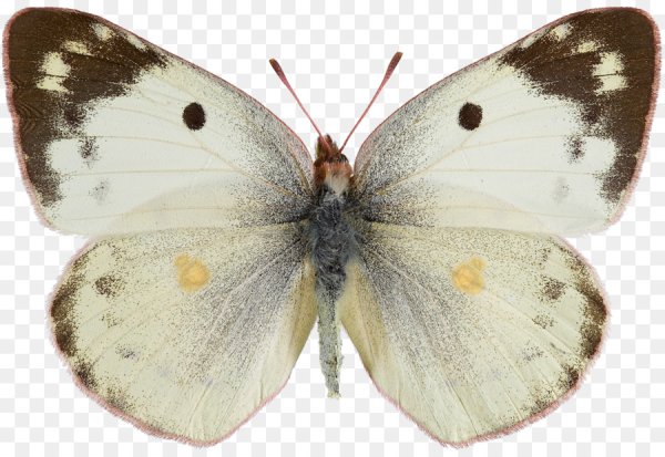 COLIAS croceus