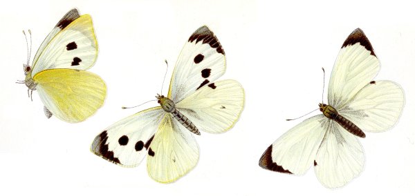 Капустница (Pieris brassicae)