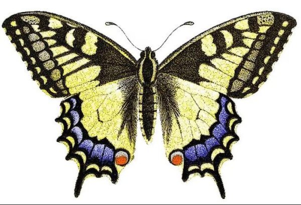 Бабочка махаон на белом фоне