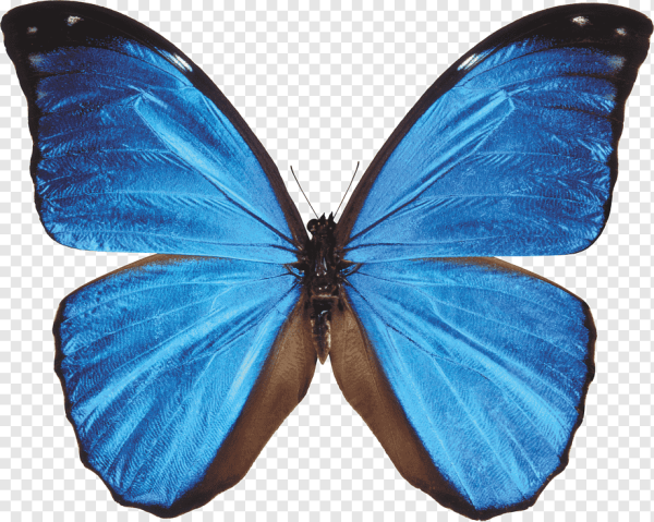 Голубые бабочки на белом фоне