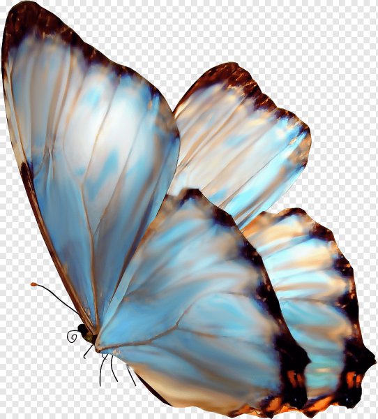 Бабочки для фотошопа