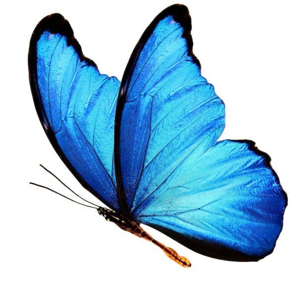 Голубая бабочка боком