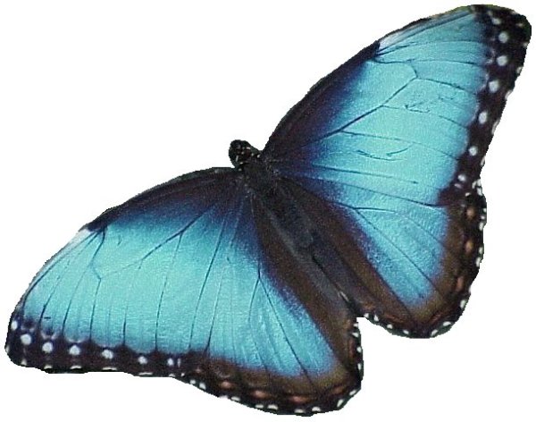 Бабочка голубая МОРФА на белом фоне