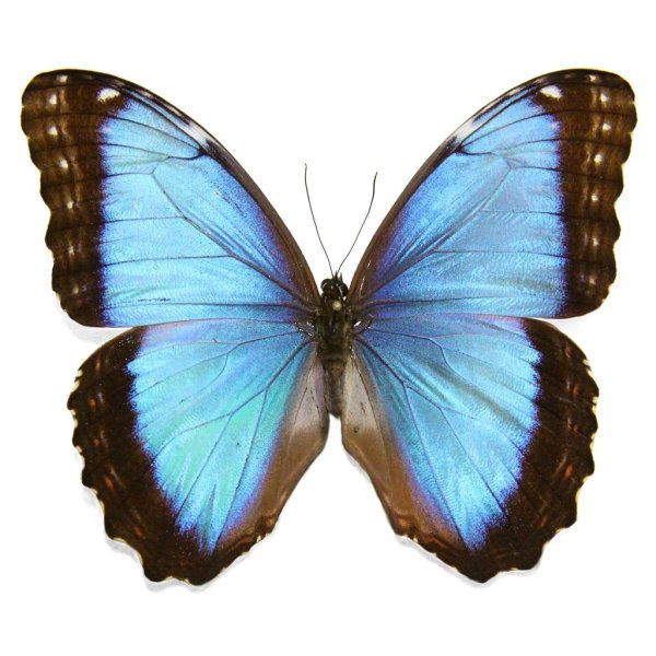 Голубая МОРФА (Morpho peleides)