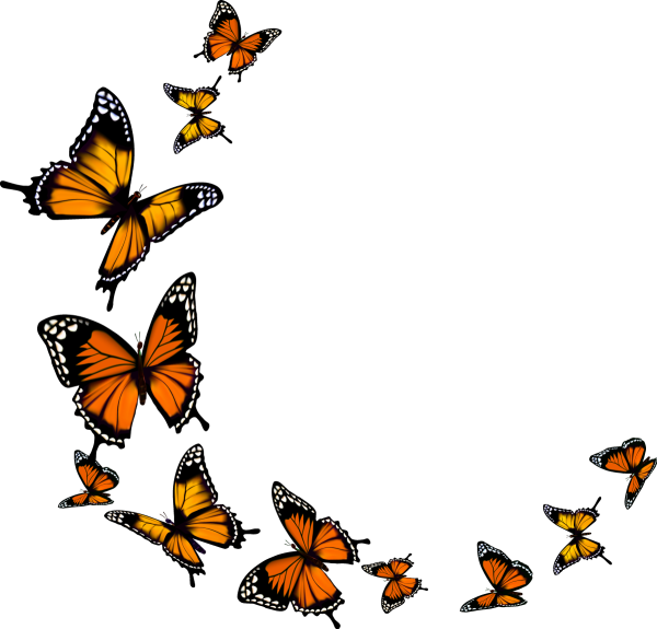 Много бабочек на прозрачном фоне