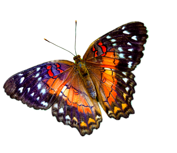 Яркие бабочки на прозрачном фоне