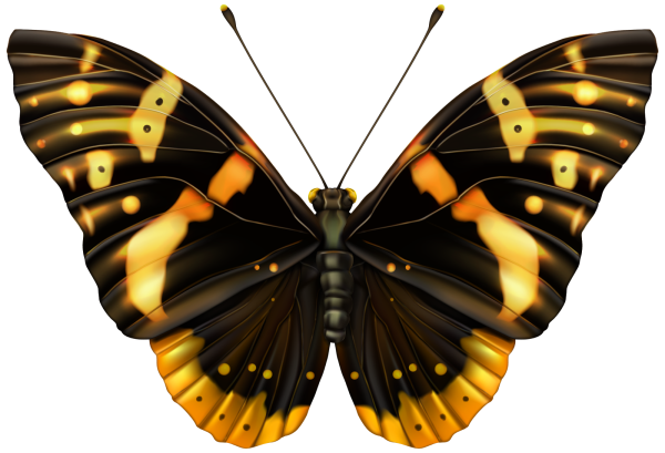 Бабочка на бесцветном фоне