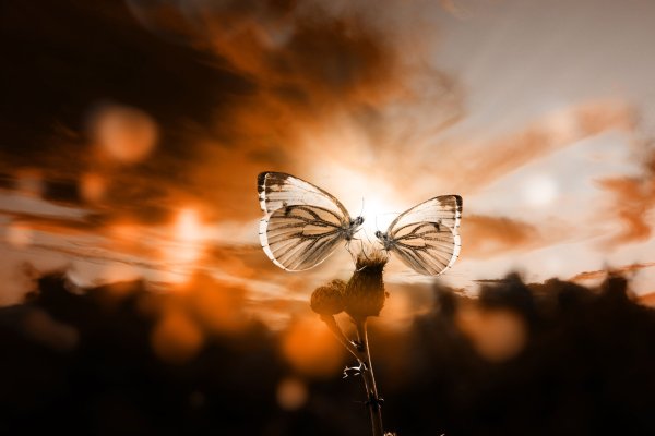 Бабочка на фоне гор