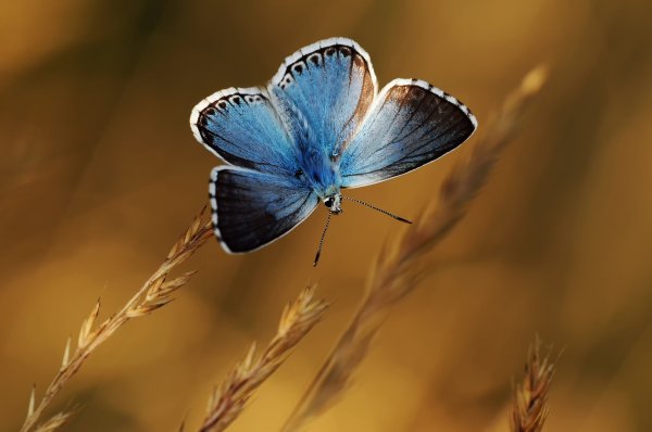 Бабочка на коричневом фоне