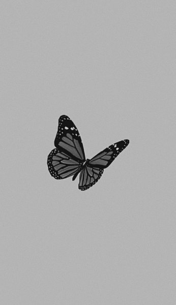 Бабочка на сером фоне