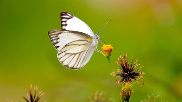 Бабочка белая