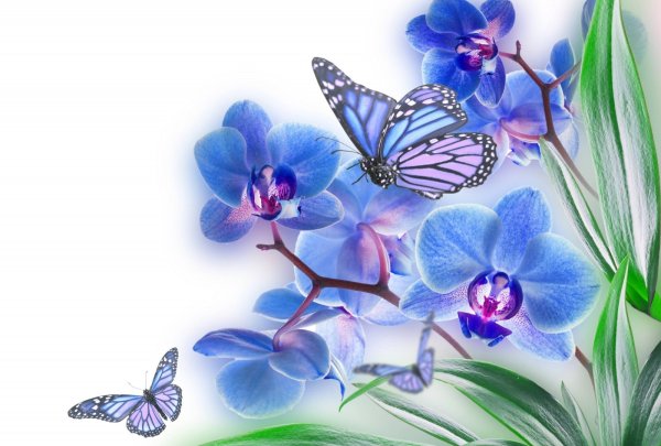 Открытка цветок и бабочка