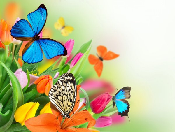 Бабочка на цветке белый фон