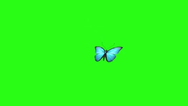 Бабочка на зелёном фине