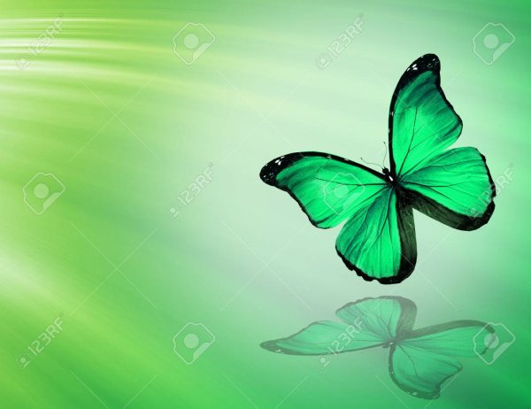 Кристальная бабочка на зеленом фоне