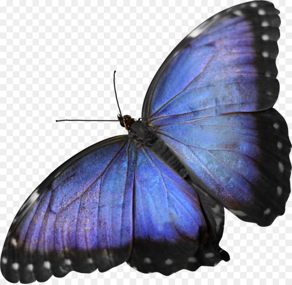 Изображение бабочки