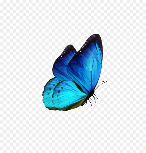 Голуби бабочки
