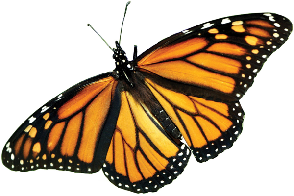 Данаида Монарх бабочка рисунок