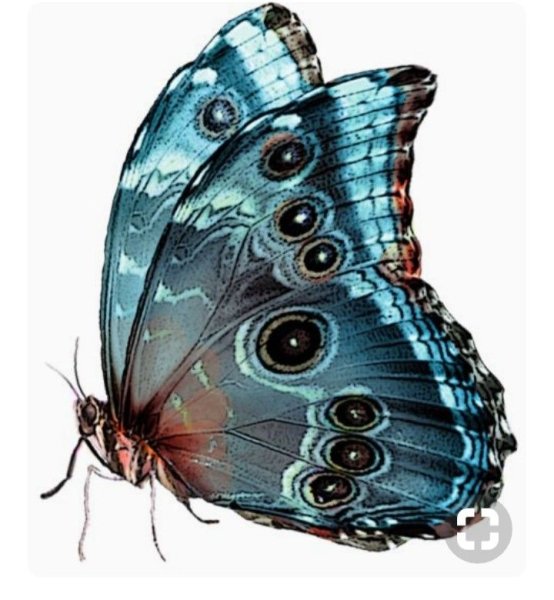 Красивые бабочки на прозрачном фоне