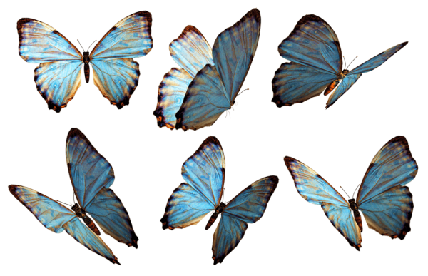 Бабочки на просроченном фоне