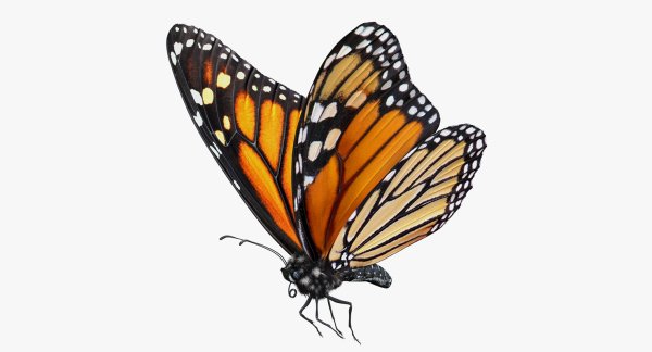 Бабочка-Монарх (ядовитая) бабочка ленточник (неядовитая)