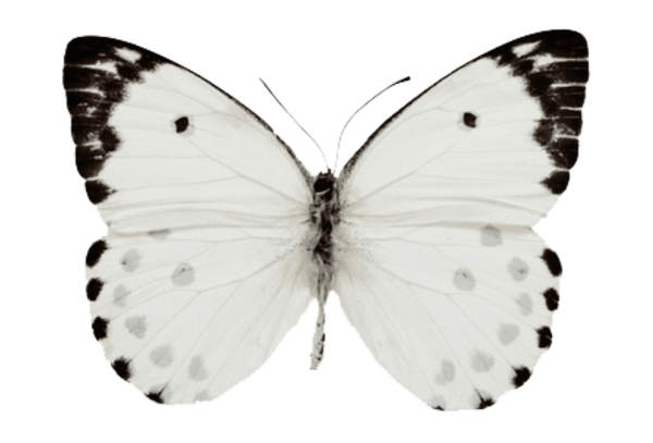 Бабочки белого цвета на белом фоне