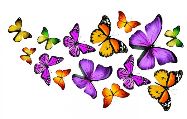 Бабочки и цветы на белом фоне