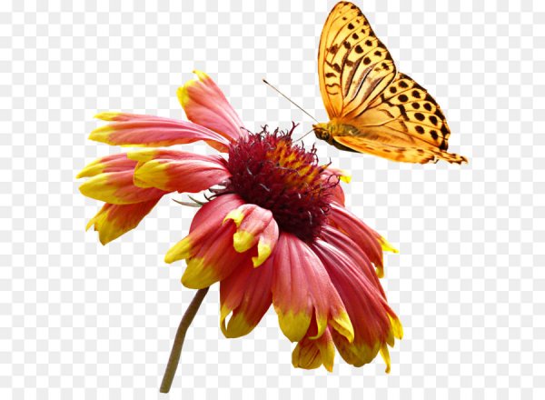 Цветы и бабочки на прозрачном фоне