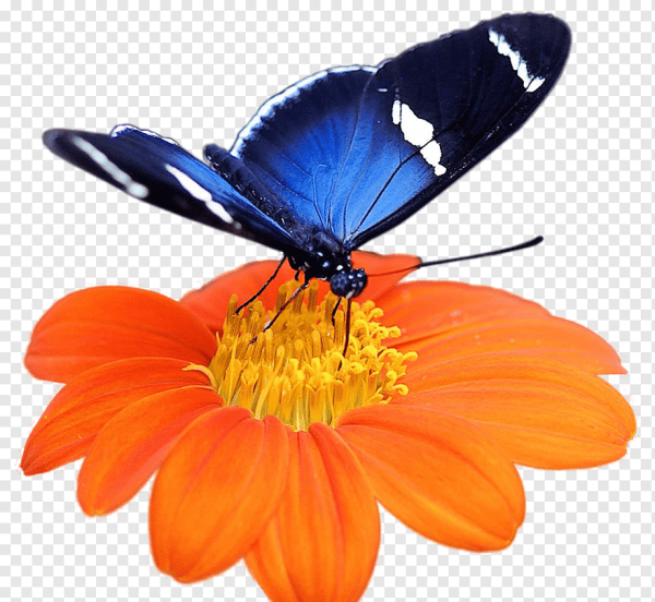 Бабочка сидит на цветке