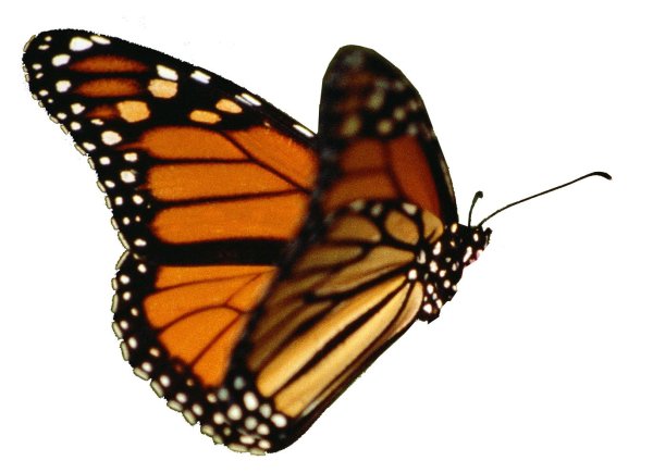 Бабочка тигровая Менелай
