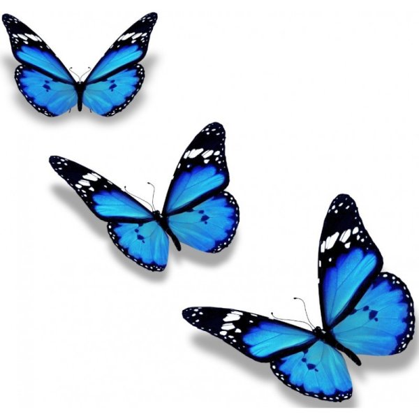 Голубая бабочка на прозрачном фоне