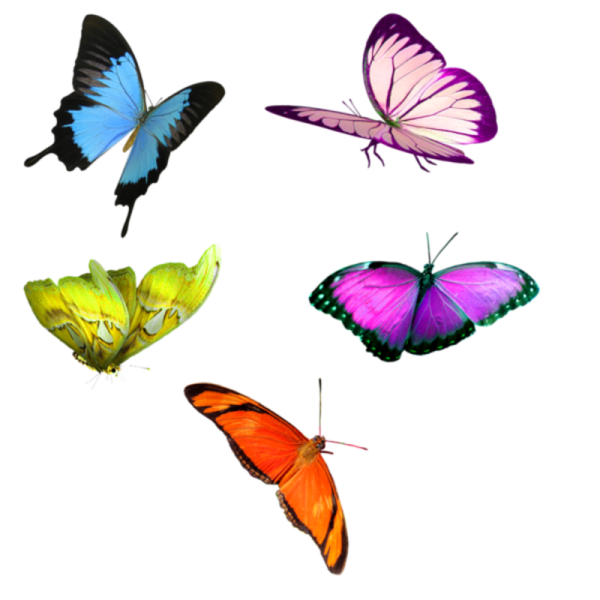 Разноцветные бабочки