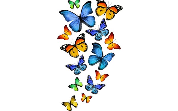 Бабочкарий на прозрачном фоне