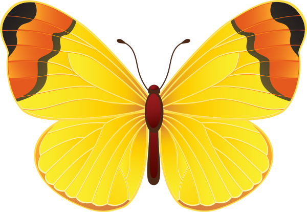 Бабочка рисунок на прозрачном фоне