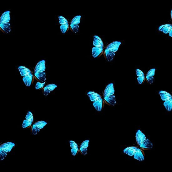 Голубая бабочка на черном фоне