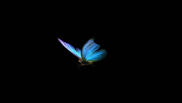Синяя бабочка на черном фоне