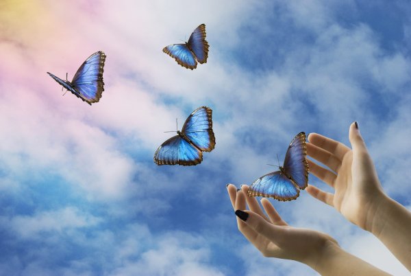 Бабочки на фоне неба