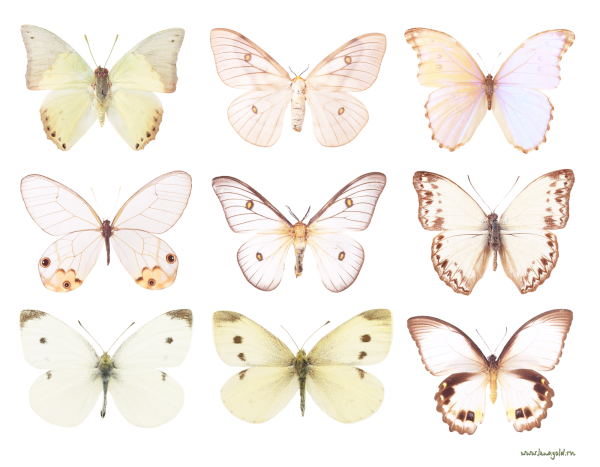Бабочки персикового цвета на белом фоне