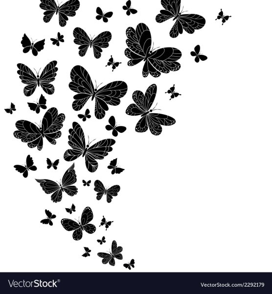 Чб бабочки на белом фоне