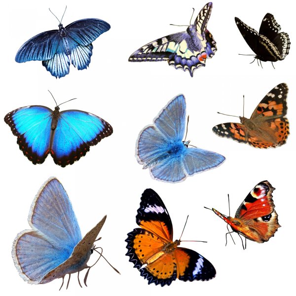 Разные бабочки
