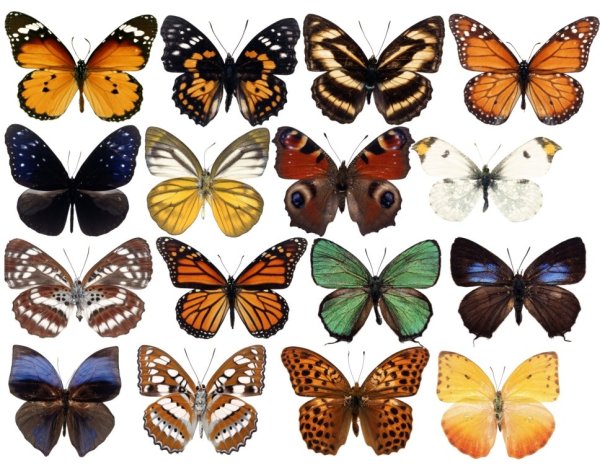 Множество бабочек