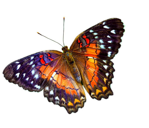 Яркие бабочки на прозрачном фоне