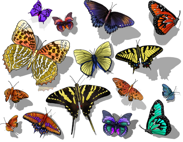 Красивые коллекции бабочек